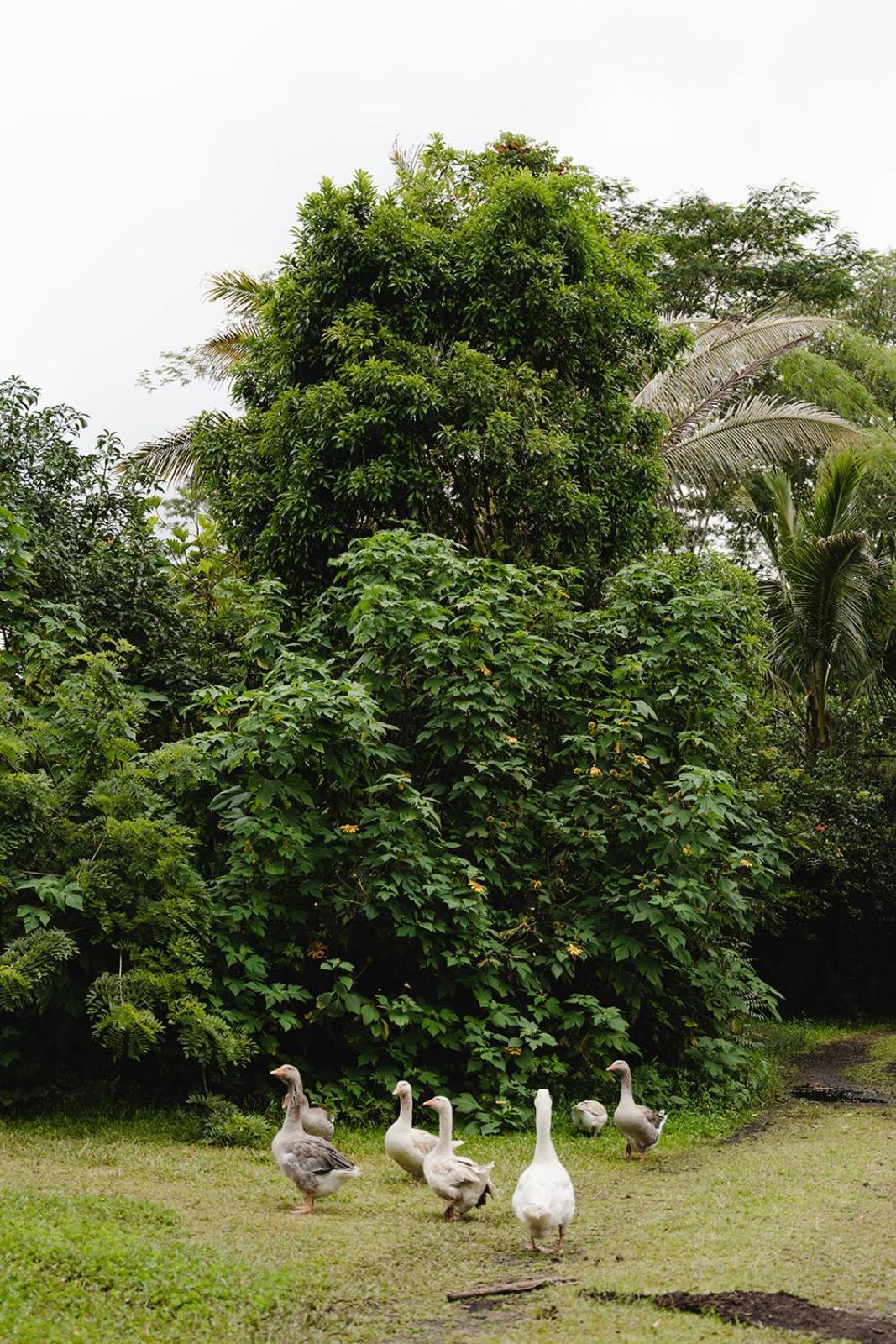 Hawaiian Sanctuary Eco Retreat Center Villa Pahoa Buitenkant foto
